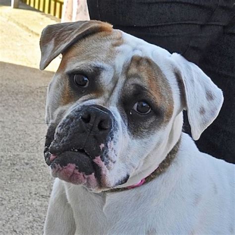 boxer metallic breath|Our 11 month old female boxer has recently had a metalic.